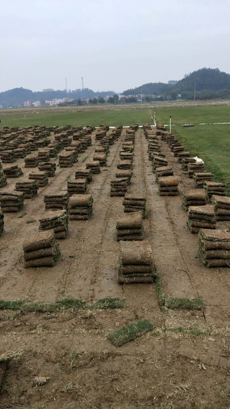 台湾草卷、马尼拉草、兰引三号草、大叶油草、夏威夷草、