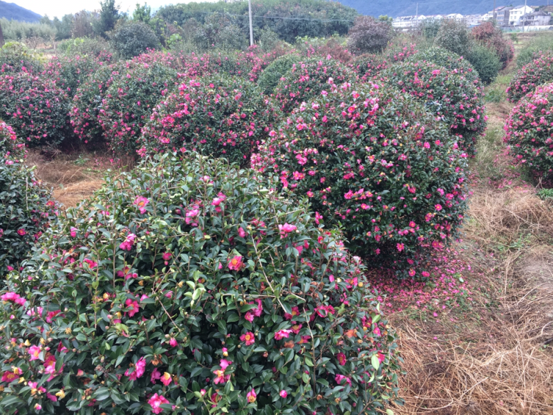 二米冠茶梅500/棵