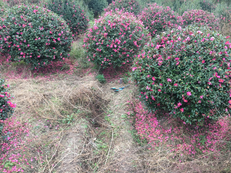 二米冠茶梅500/棵