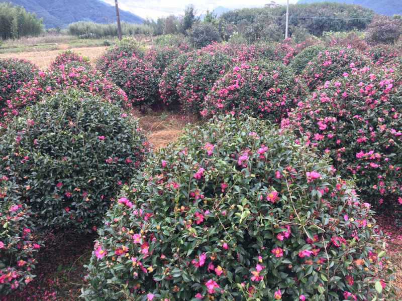 二米冠茶梅500/棵