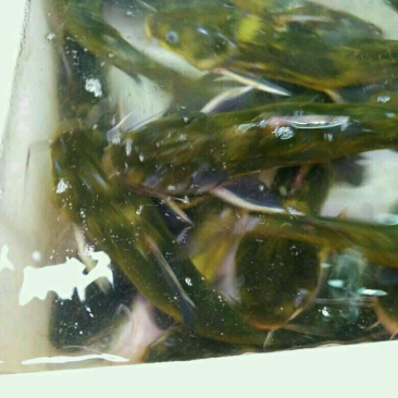 黄骨鱼