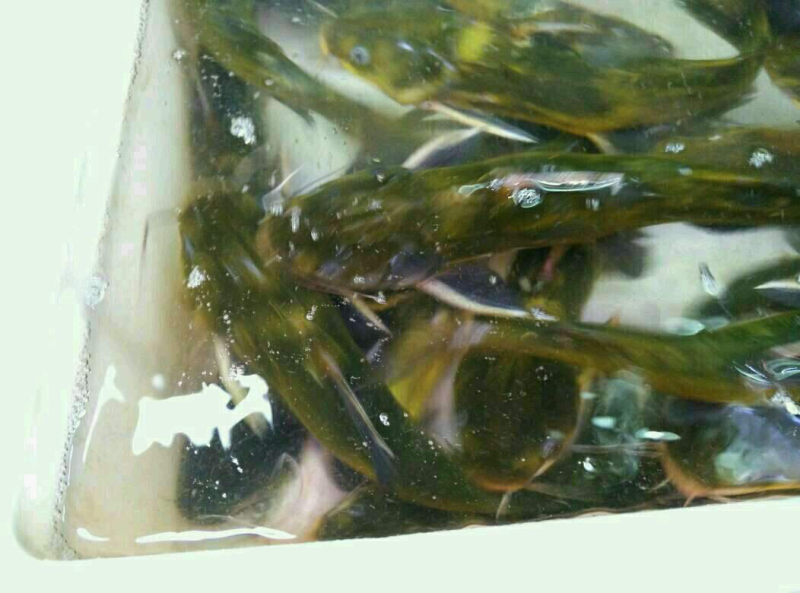 黄骨鱼