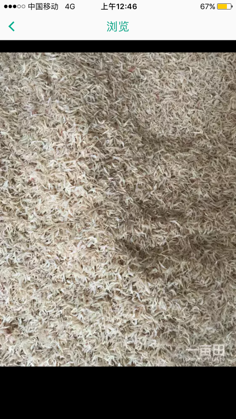特级虾皮。