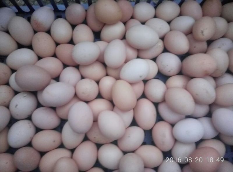 土鸡蛋食用50g以下