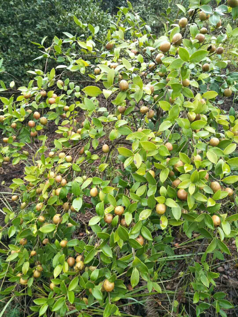 野生山茶油