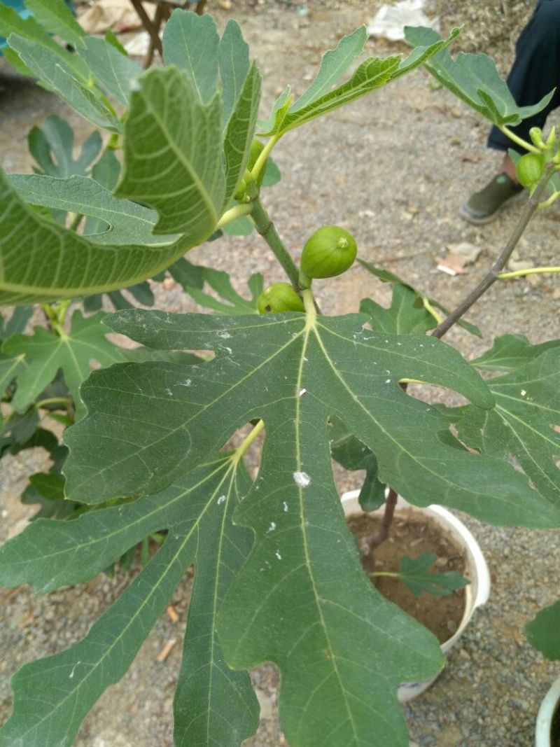 无花果苗80cm以上