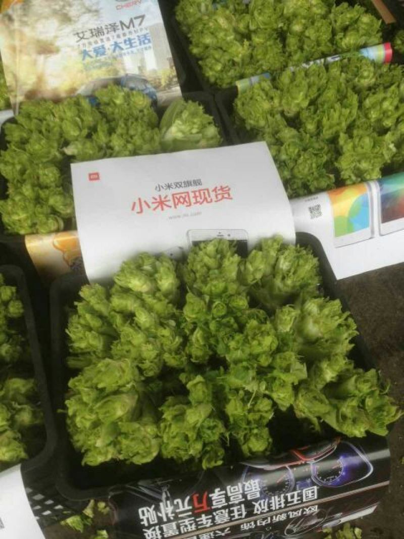 棒菜5两以上