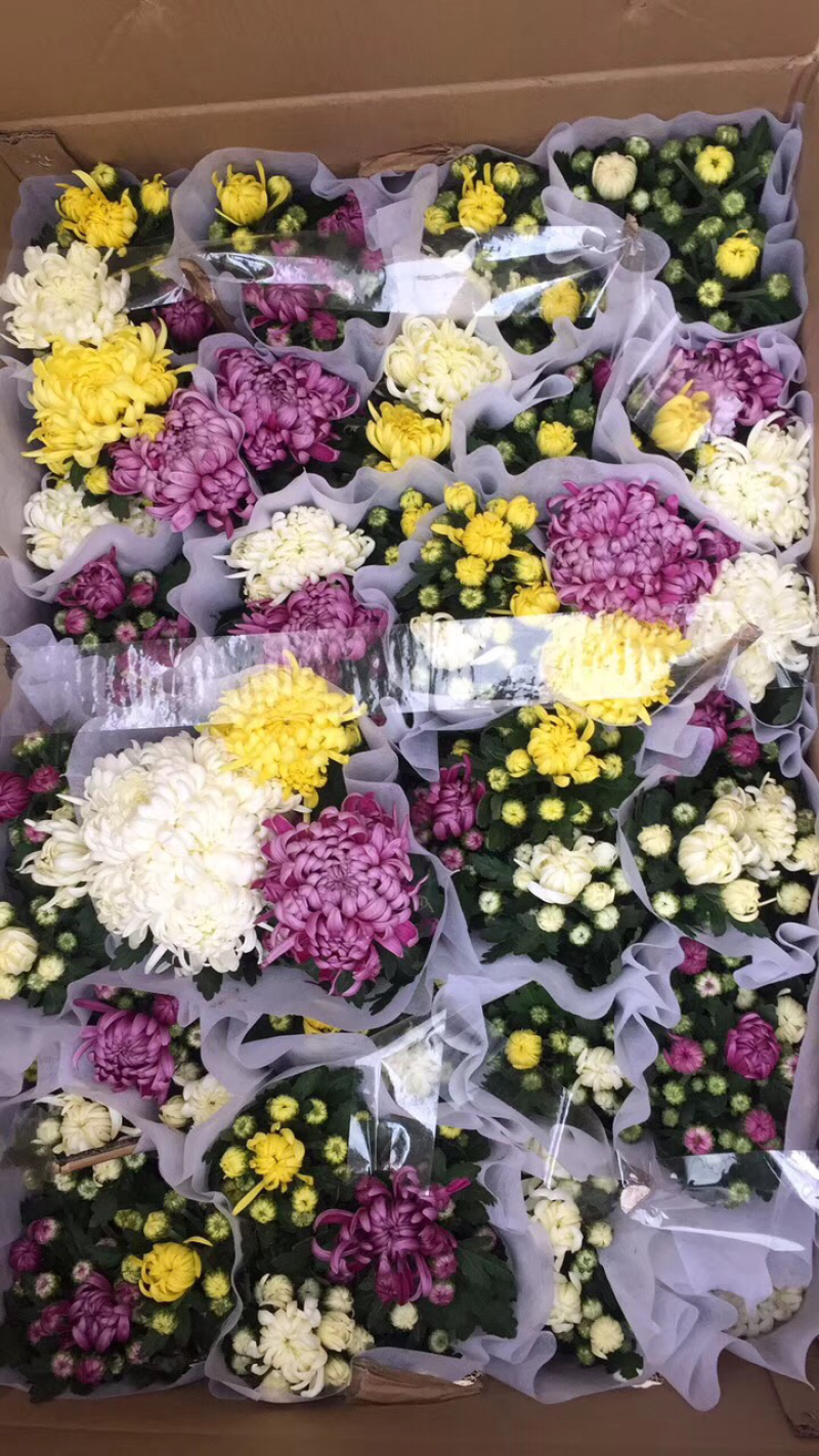 140#龙爪菊