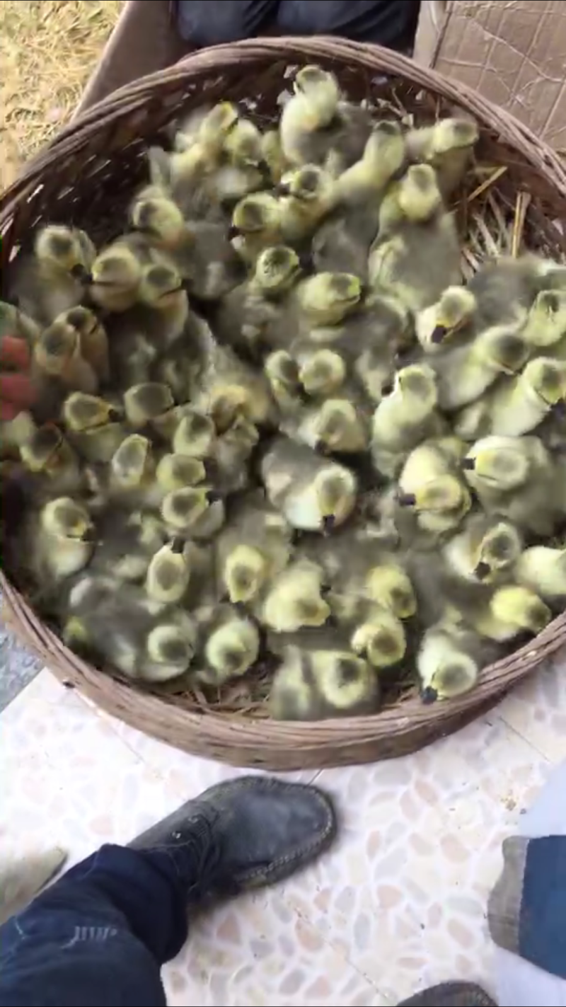 大种狮头鹅苗本地母鹅孵化