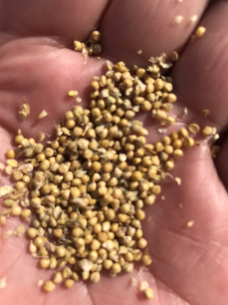 甘肃定西青暑9号，甘肃定西青暑9号大量上市，质量好口感好