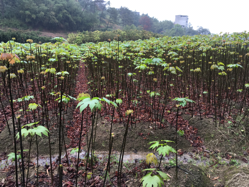 产地出售油桐苗千年桐苗木福建油桐苗基地直销