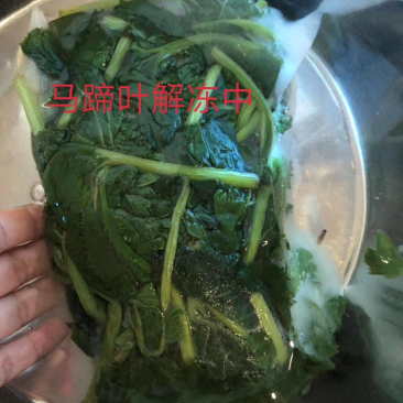 马蹄叶