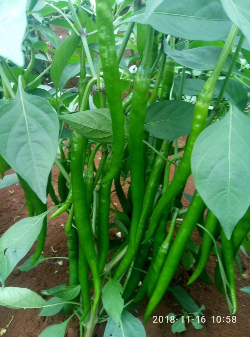 广东辣椒🌶️基地大量上市、专业代办、