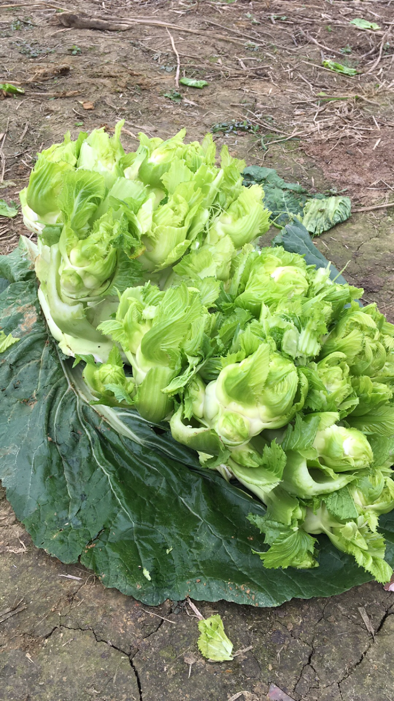 100亩儿菜
