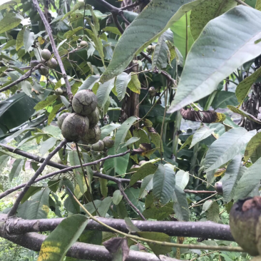 核桃
