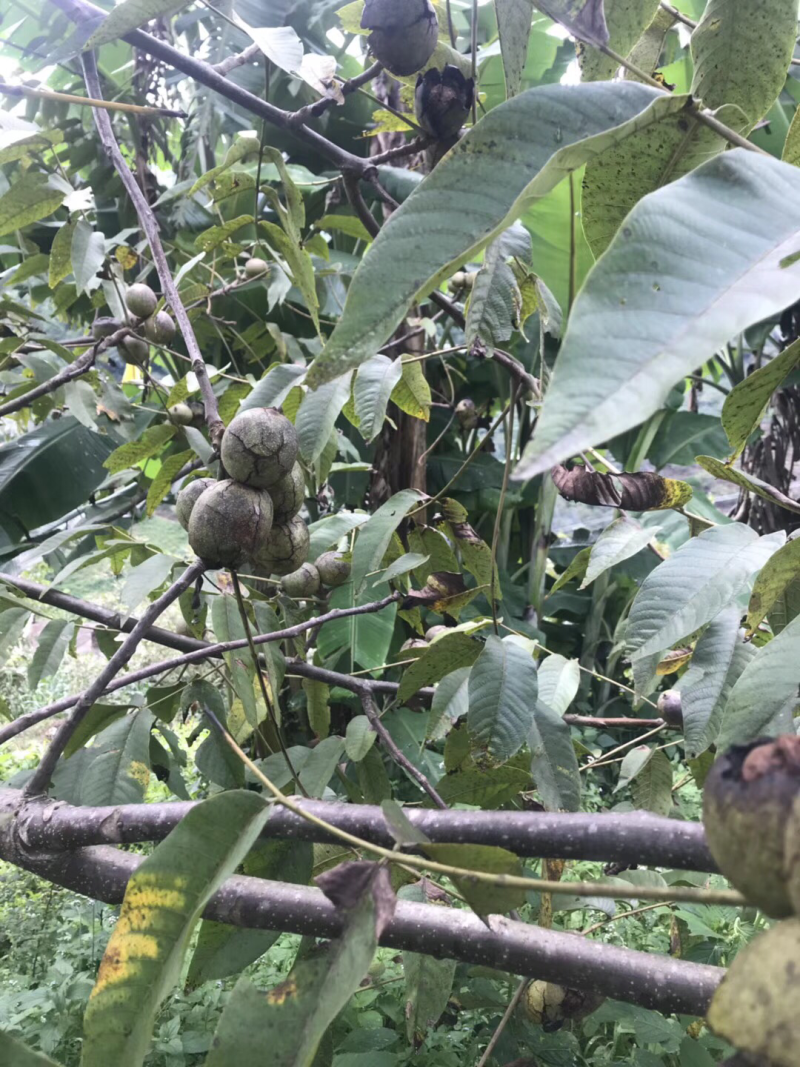 核桃