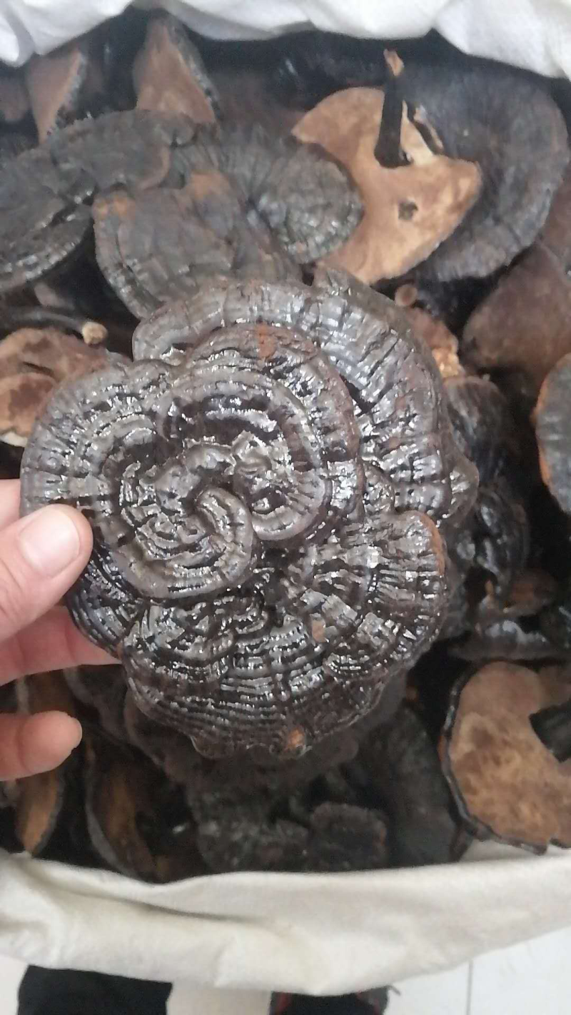野生黑灵芝