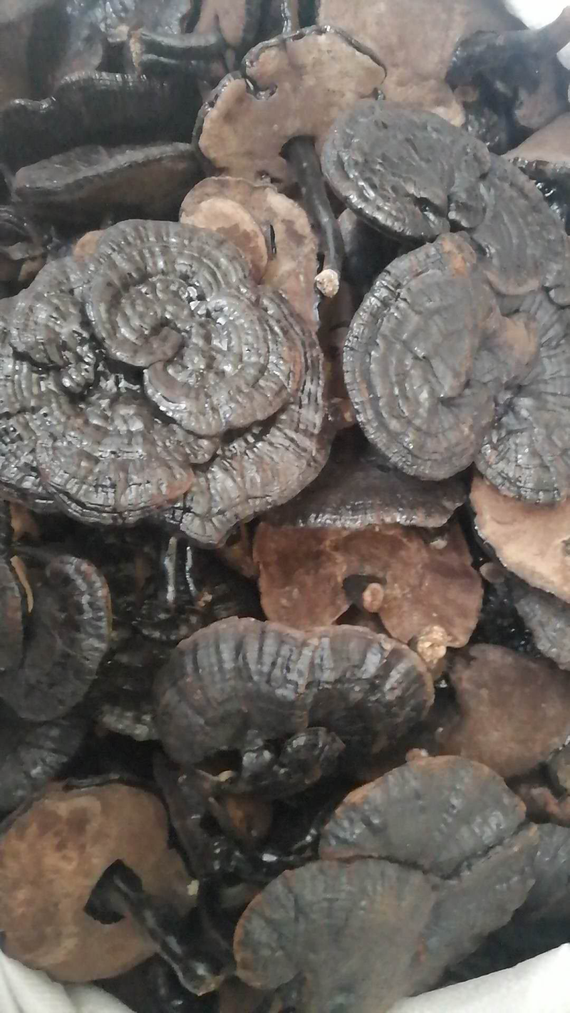 野生黑灵芝
