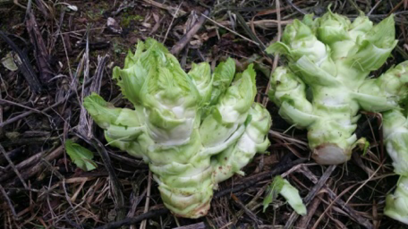 儿菜