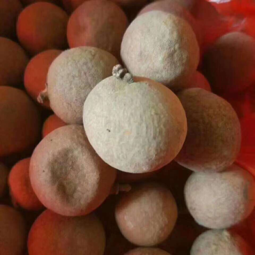 桂圆