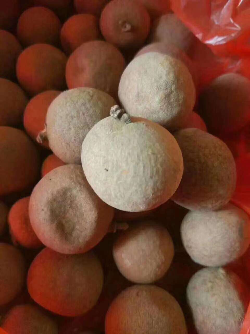 桂圆