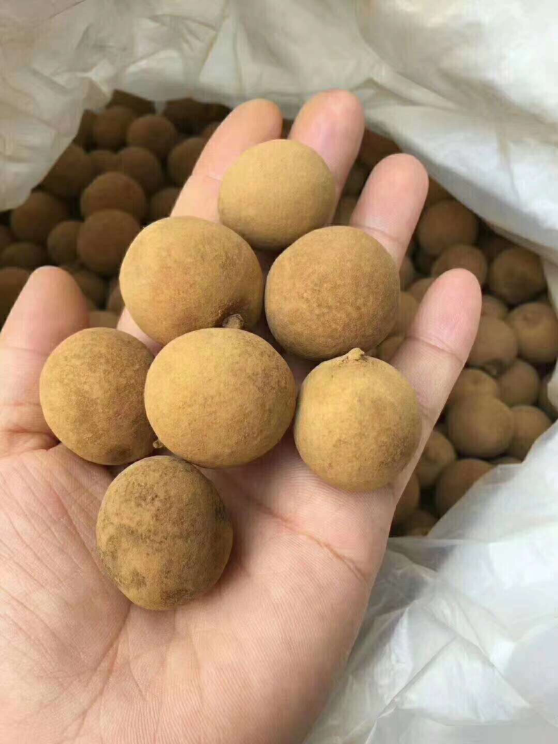 桂圆