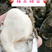 网红生蚝肥美薄壳全国发货量大从优一件代发