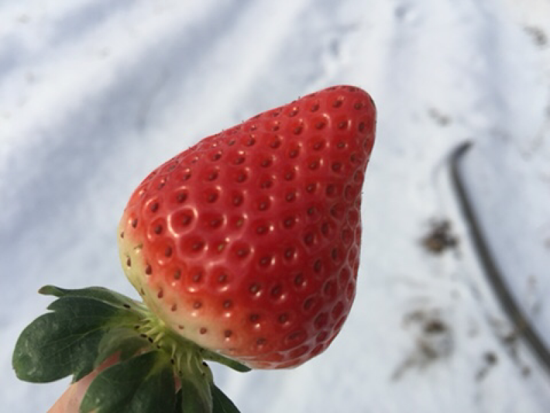 佐贺红草莓山东烟台种植非甜宝久久红颜草莓果实甜度高硬度好