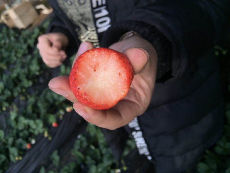 佐贺红草莓山东烟台种植非甜宝久久红颜草莓果实甜度高硬度好