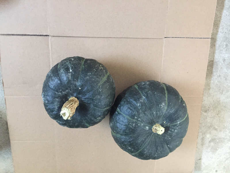 贝贝南瓜一件代发常年有货欢迎朋友来对接