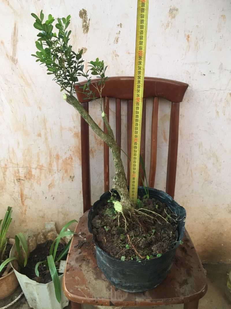 云南瓜子黄杨珍珠黄杨雀舍黄杨大型绿植盆景，熟苗，带土
