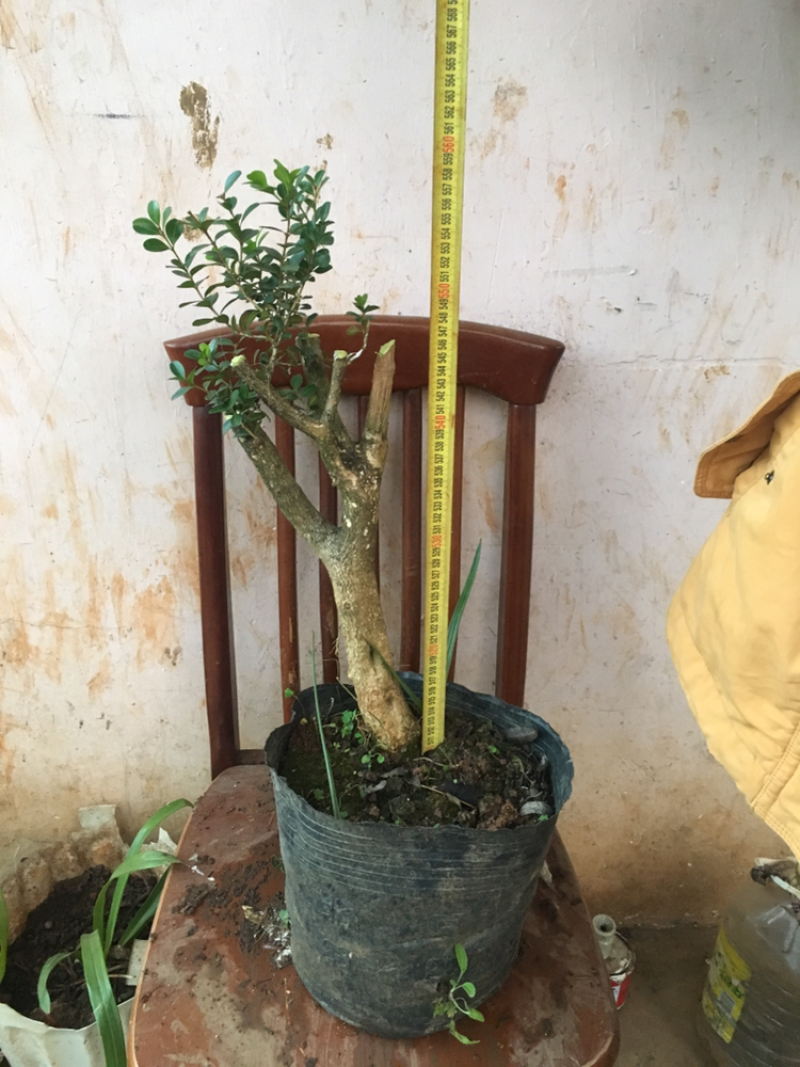 云南瓜子黄杨珍珠黄杨雀舍黄杨大型绿植盆景，熟苗，带土