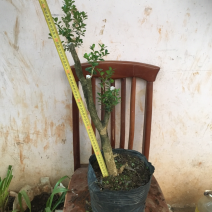 云南瓜子黄杨珍珠黄杨雀舍黄杨大型绿植盆景，熟苗，带土