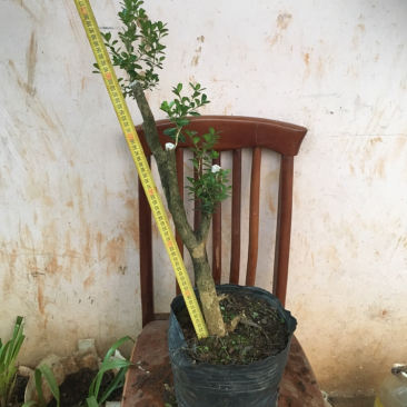 云南瓜子黄杨珍珠黄杨雀舍黄杨大型绿植盆景，熟苗，带土