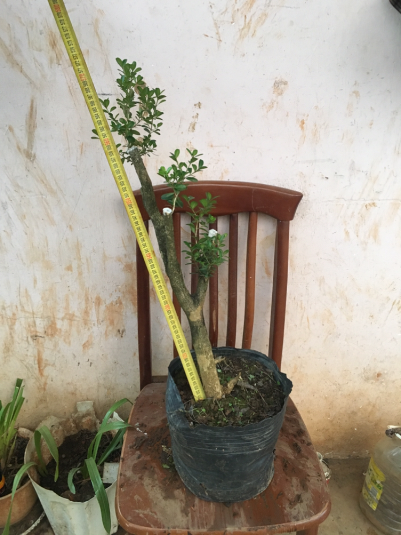 云南瓜子黄杨珍珠黄杨雀舍黄杨大型绿植盆景，熟苗，带土