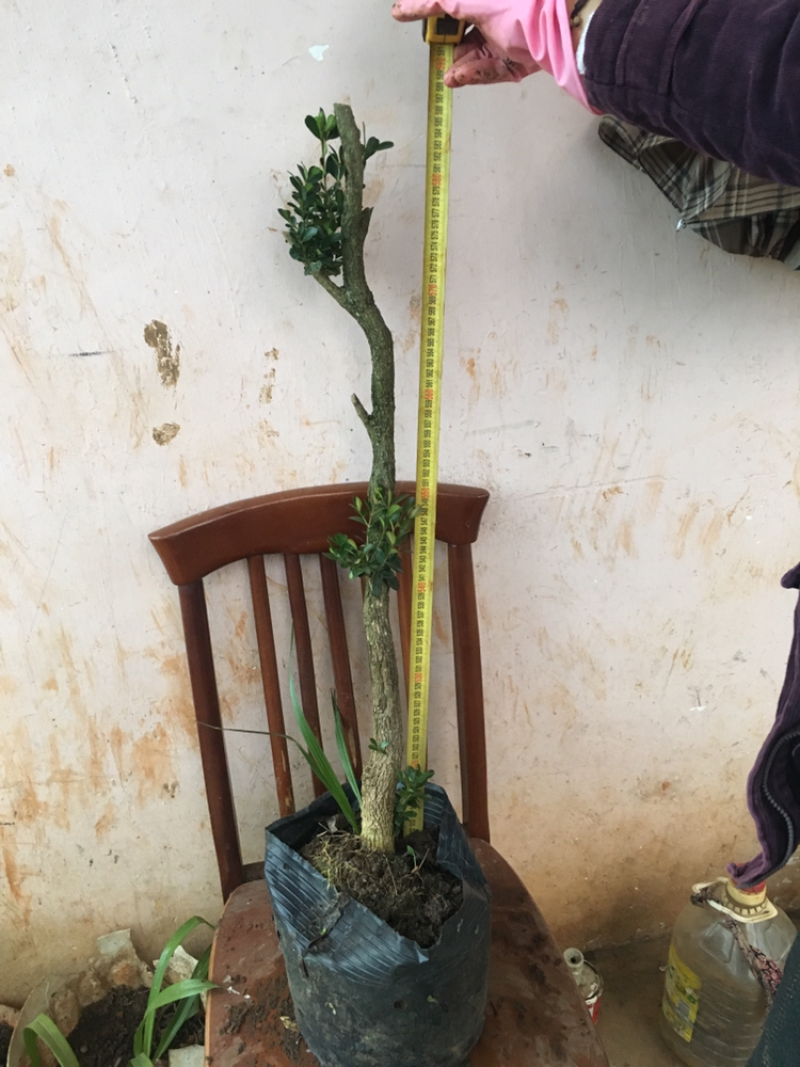 云南瓜子黄杨珍珠黄杨雀舍黄杨大型绿植盆景，熟苗，带土