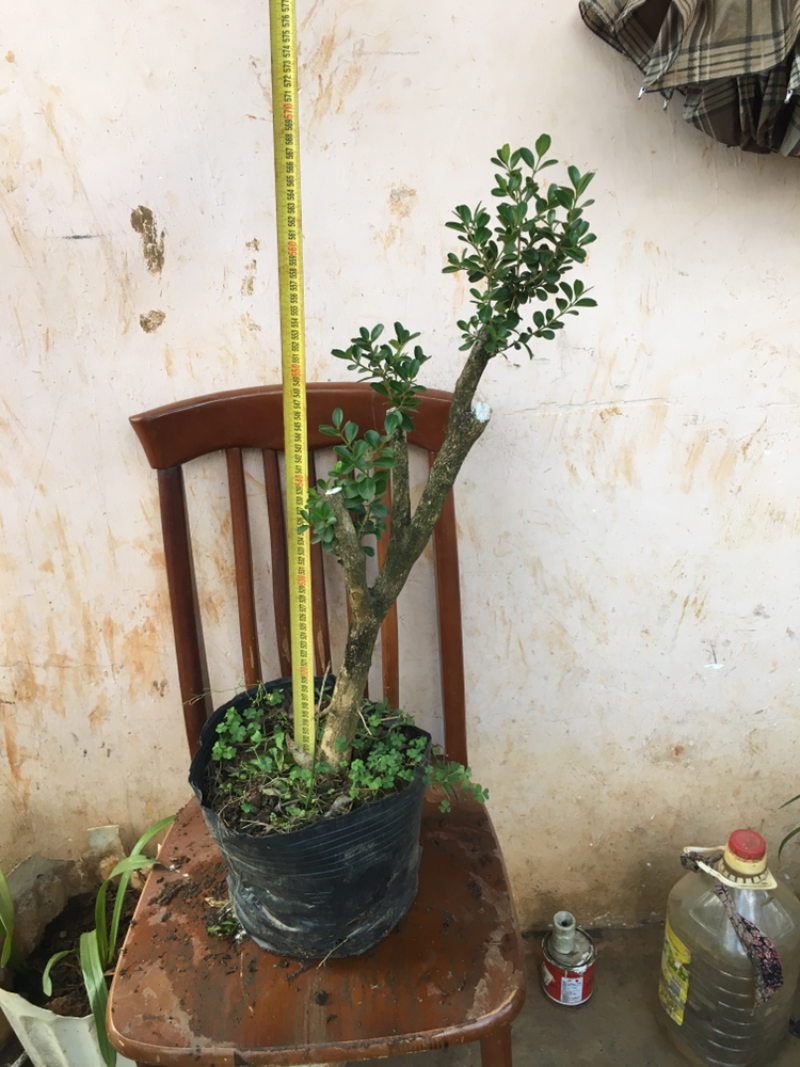 云南瓜子黄杨珍珠黄杨雀舍黄杨大型绿植盆景，熟苗，带土