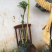 云南瓜子黄杨珍珠黄杨雀舍黄杨大型绿植盆景，熟苗，带土
