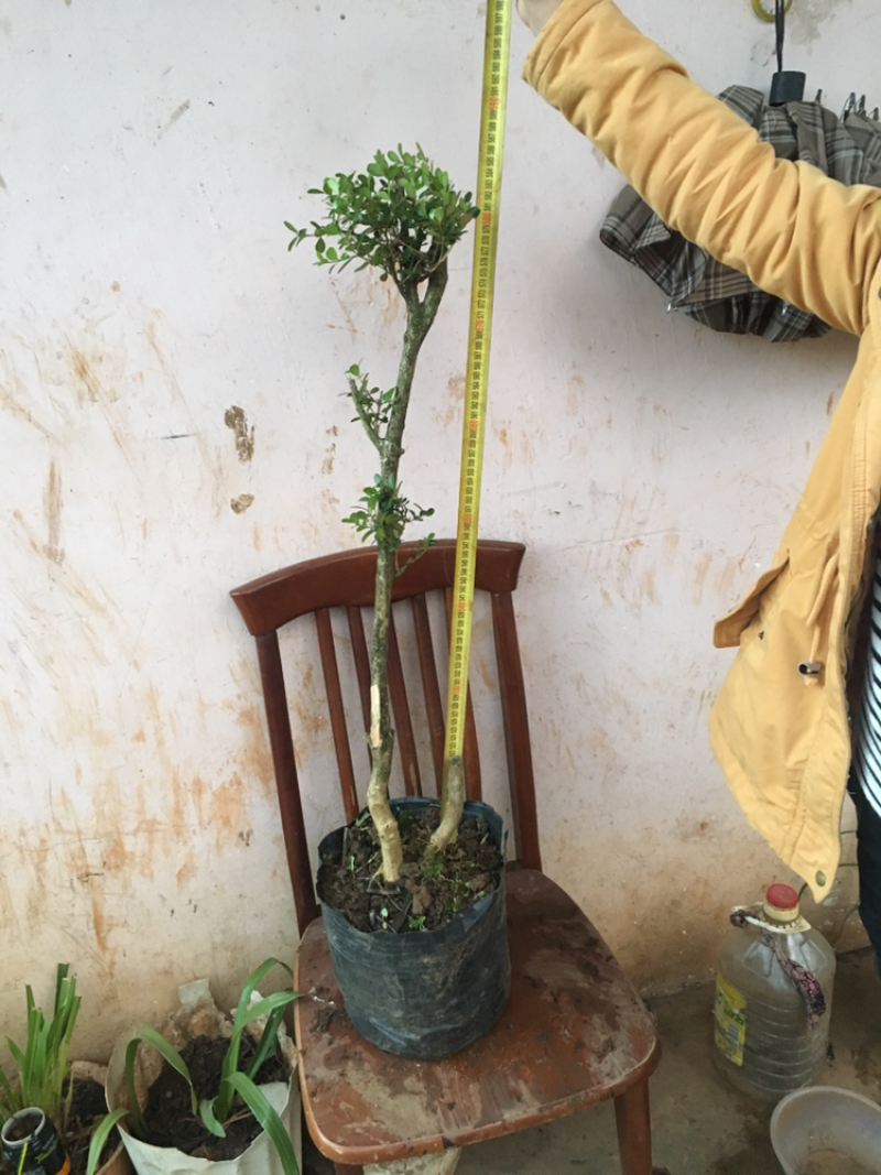 云南瓜子黄杨珍珠黄杨雀舍黄杨大型绿植盆景，熟苗，带土