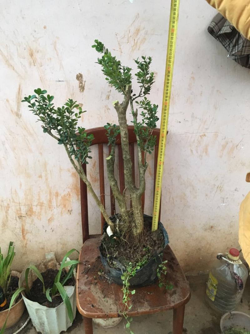 云南瓜子黄杨珍珠黄杨雀舍黄杨大型绿植盆景，熟苗，带土