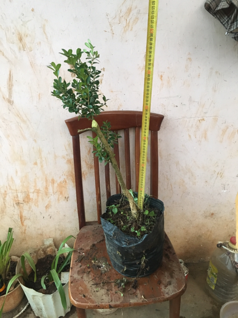 云南瓜子黄杨珍珠黄杨雀舍黄杨大型绿植盆景，熟苗，带土