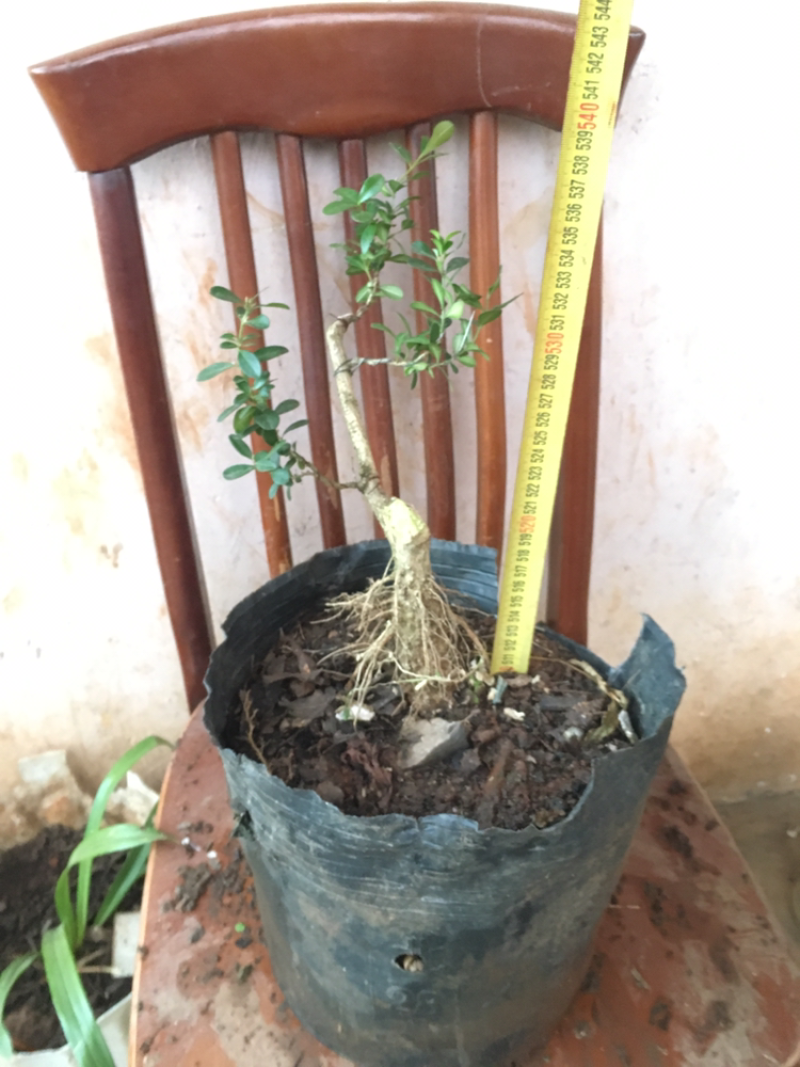 云南瓜子黄杨珍珠黄杨雀舍黄杨大型绿植盆景，熟苗，带土