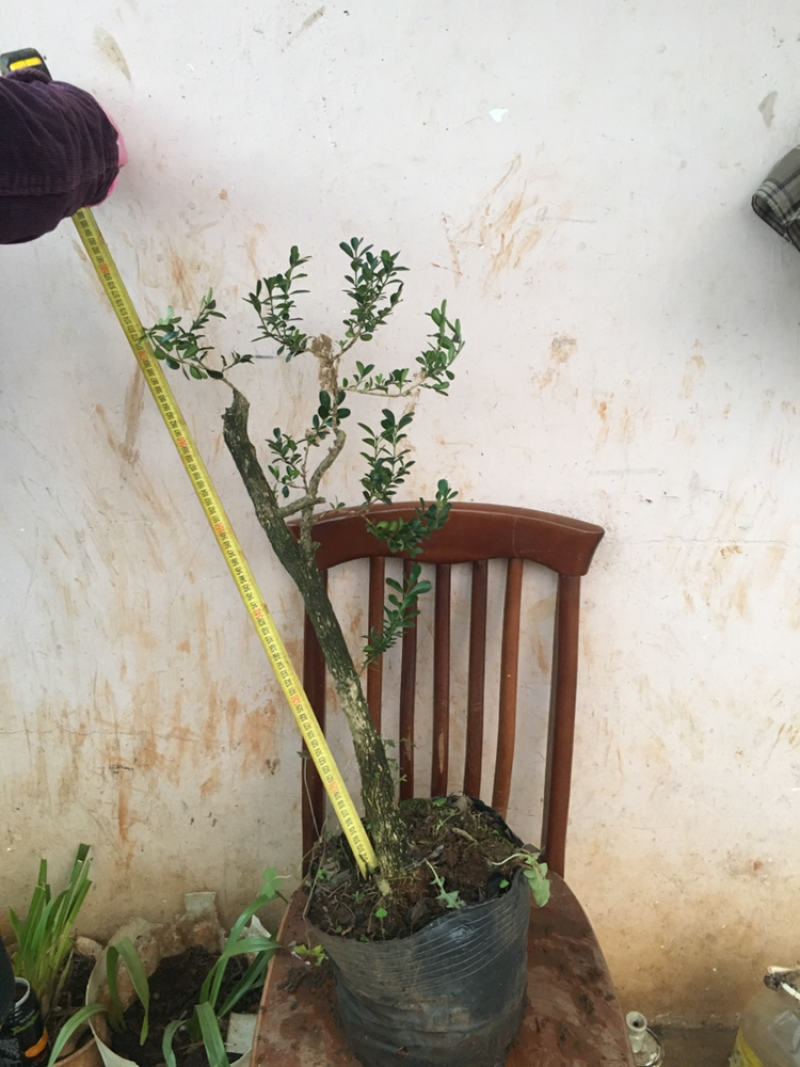 云南瓜子黄杨珍珠黄杨雀舍黄杨大型绿植盆景，熟苗，带土