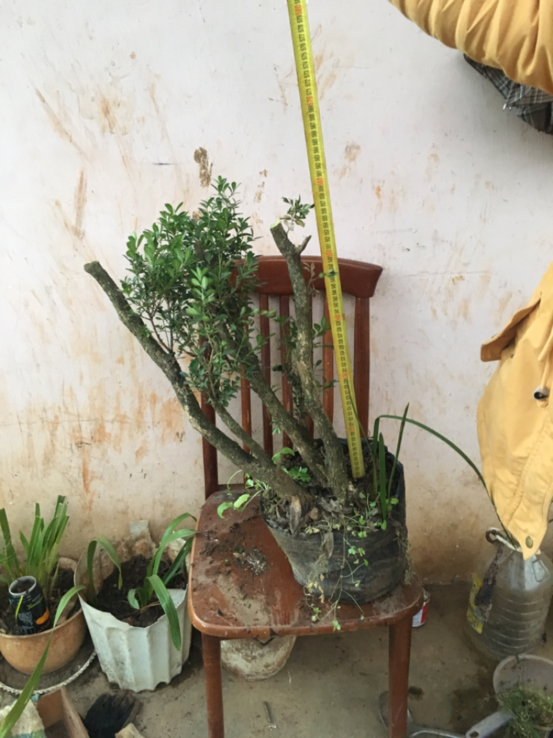 云南瓜子黄杨珍珠黄杨雀舍黄杨大型绿植盆景，熟苗，带土