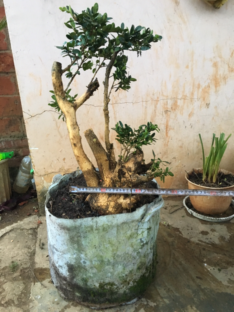 黄杨盆景不含盆30~50cm