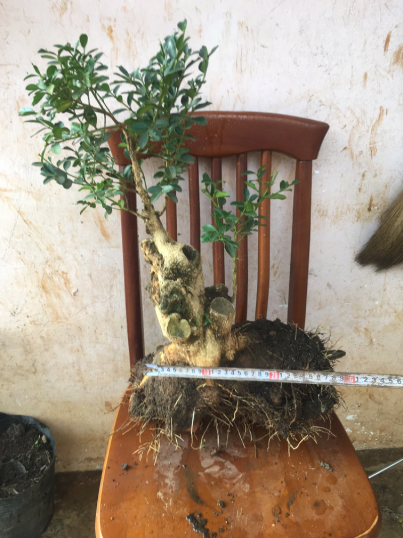 黄杨盆景不含盆30~50cm