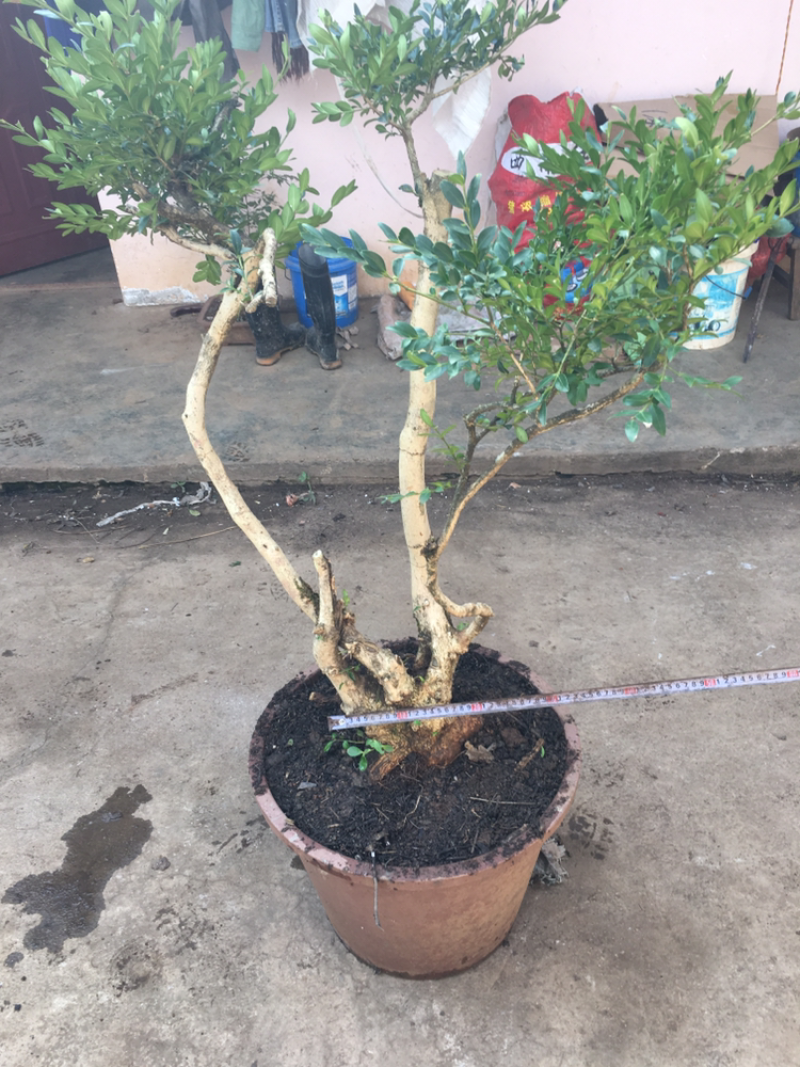 黄杨盆景不含盆30~50cm