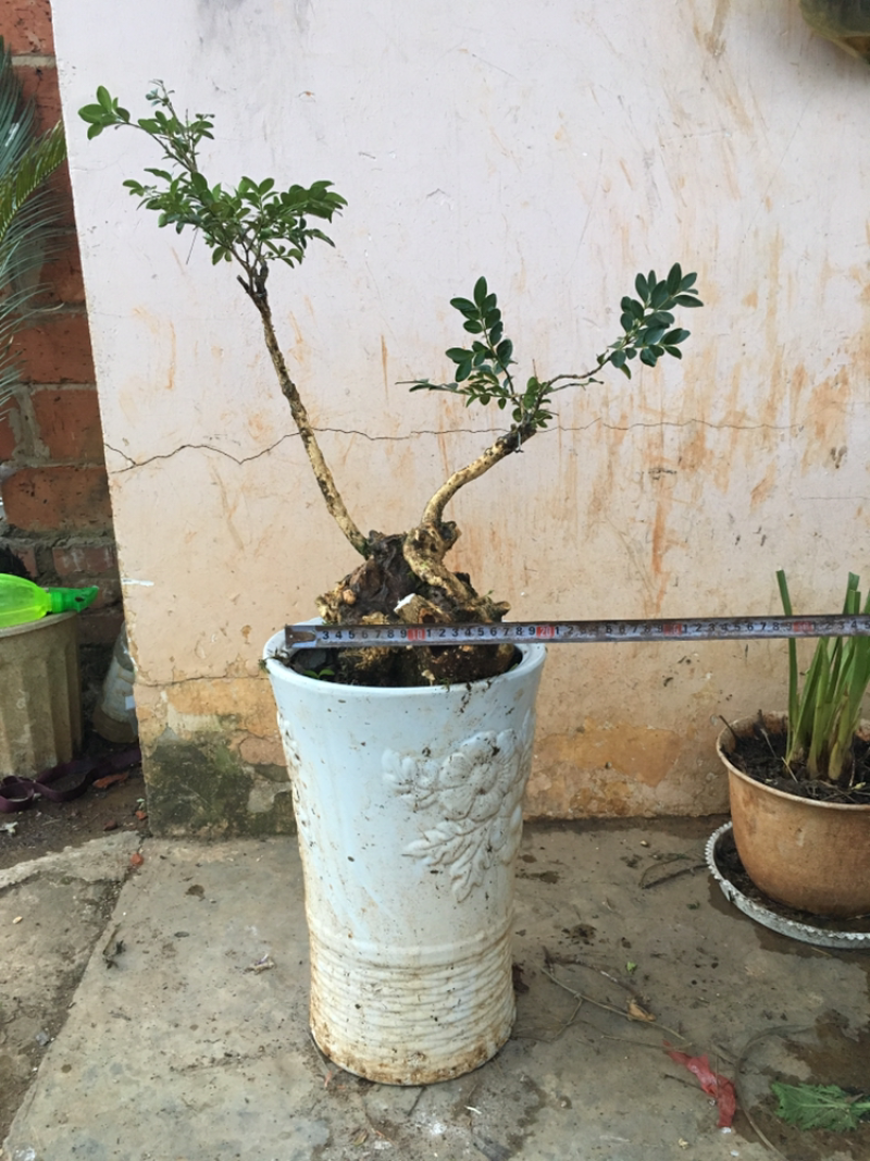 黄杨盆景不含盆30~50cm