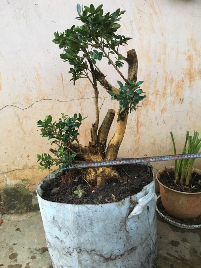 黄杨盆景不含盆30~50cm