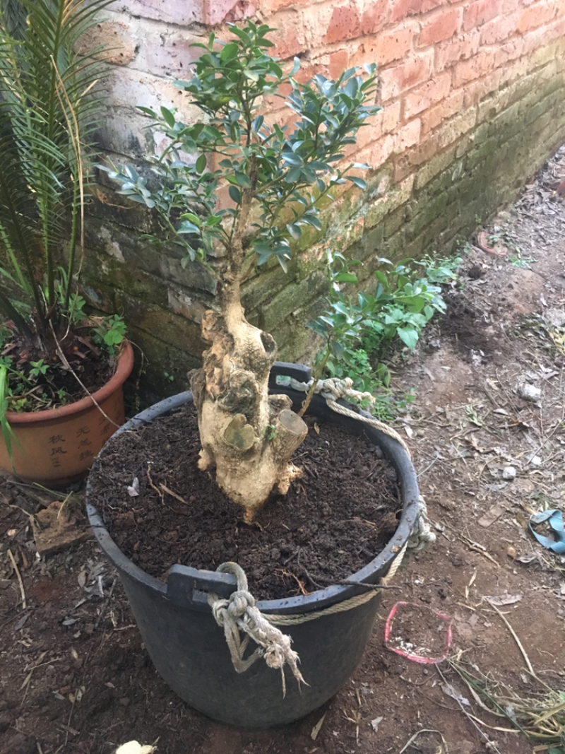 黄杨盆景不含盆30~50cm